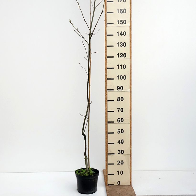 Quercus petraea Insecata - Quercia rovere Vaso da 4L/5L esemplare consegnato in primavera