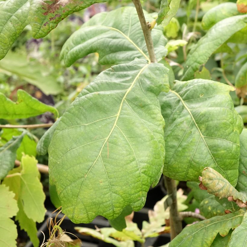 Quercus robur Cucullata - Farnia (Fogliame)