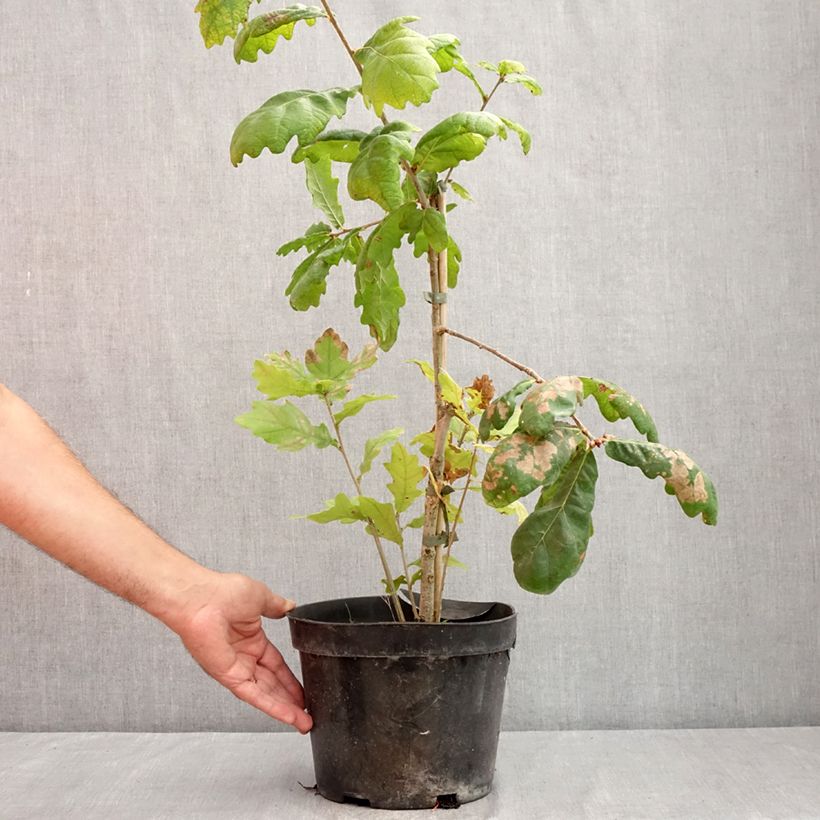 Esemplare di Quercus robur Cucullata - Farnia Vaso da 4L/5L consegnato in estate