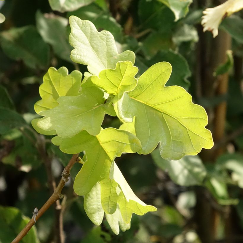 Quercus robur Facrist - Farnia (Fogliame)