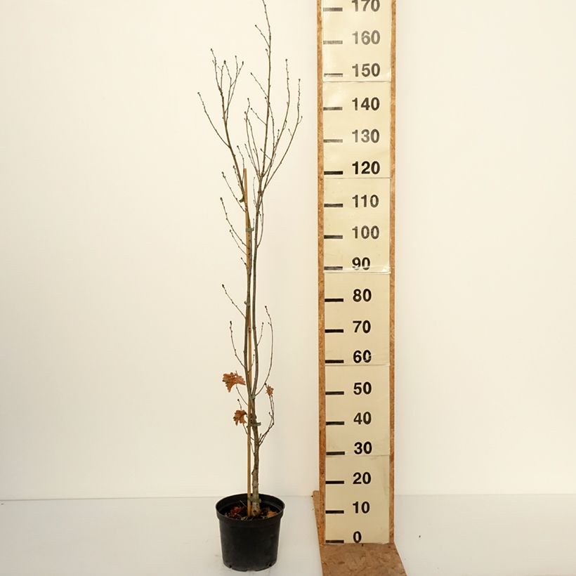 Esemplare di Quercus robur Facrist - Farnia Vaso da 4L/5L come consegnato in autunno