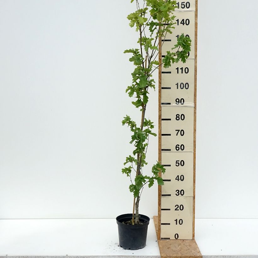 Esemplare di Quercus robur Facrist - Farnia Vaso da 4L/5L consegnato in estate