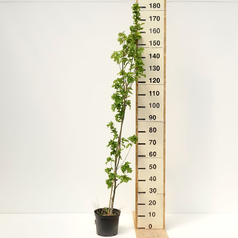 Quercus robur Facrist - Farnia Vaso da 4L/5L esemplare consegnato in primavera