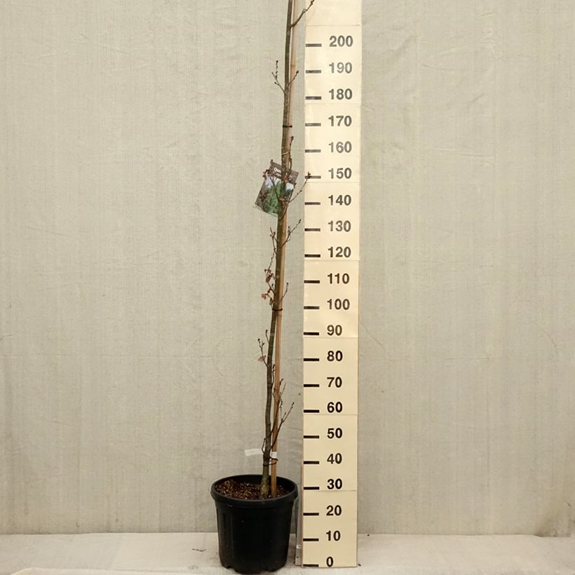 Example of Quercus robur Fastigiata Koster - Farnia Vaso da 20L/25L as you get in printemps