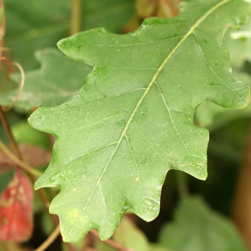Quercus robur Fastigiata Koster - Farnia (Foliage)