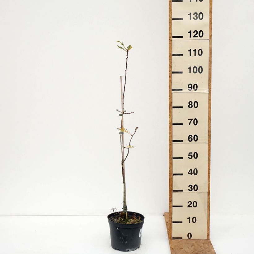 Esemplare di Quercus robur Pectinata - Farnia Vaso da 4L/5L come consegnato in autunno