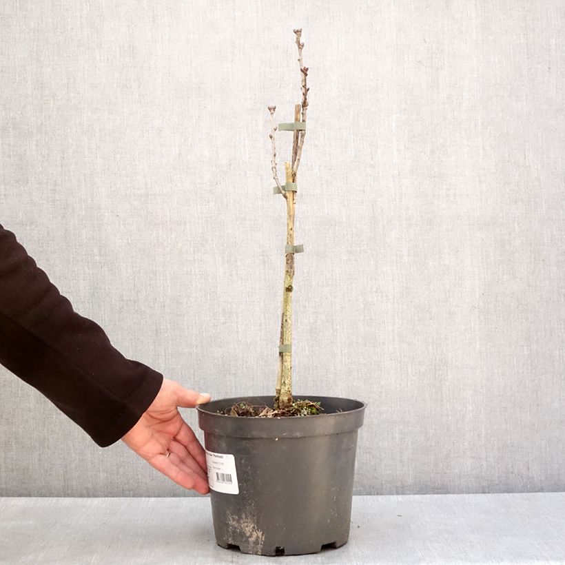 Quercus robur Pectinata - Farnia Vaso da 4L/5L esemplare consegnato in inverno