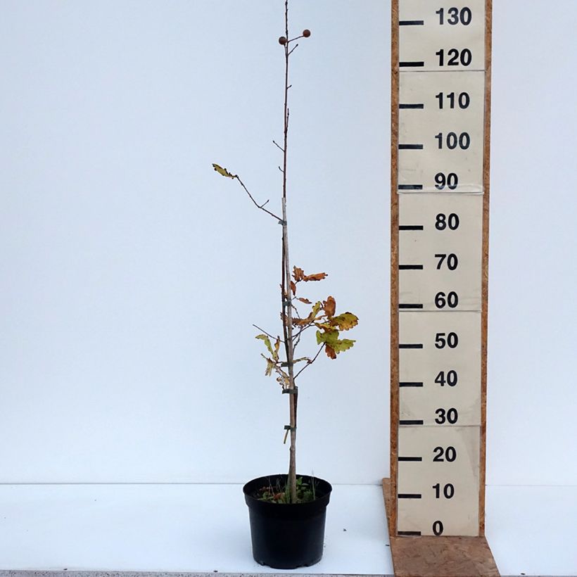 Esemplare di Quercus robur Rita's Gold - Farnia Vaso da 4L/5L come consegnato in autunno
