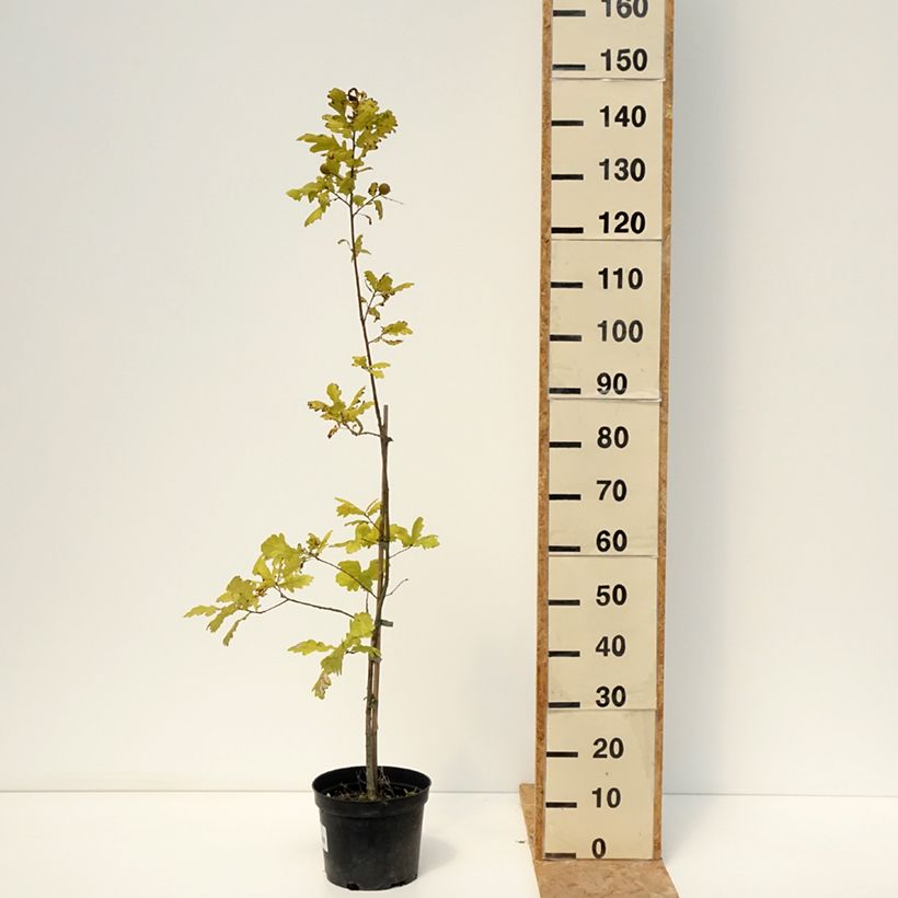 Esemplare di Quercus robur Rita's Gold - Farnia Vaso da 4L/5L consegnato in estate