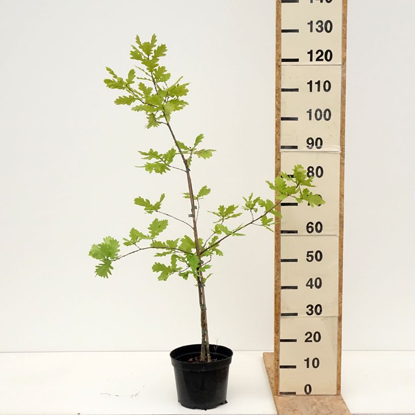 Example of Quercus robur Rita's Gold - Farnia Vaso da 4L/5L as you get in printemps