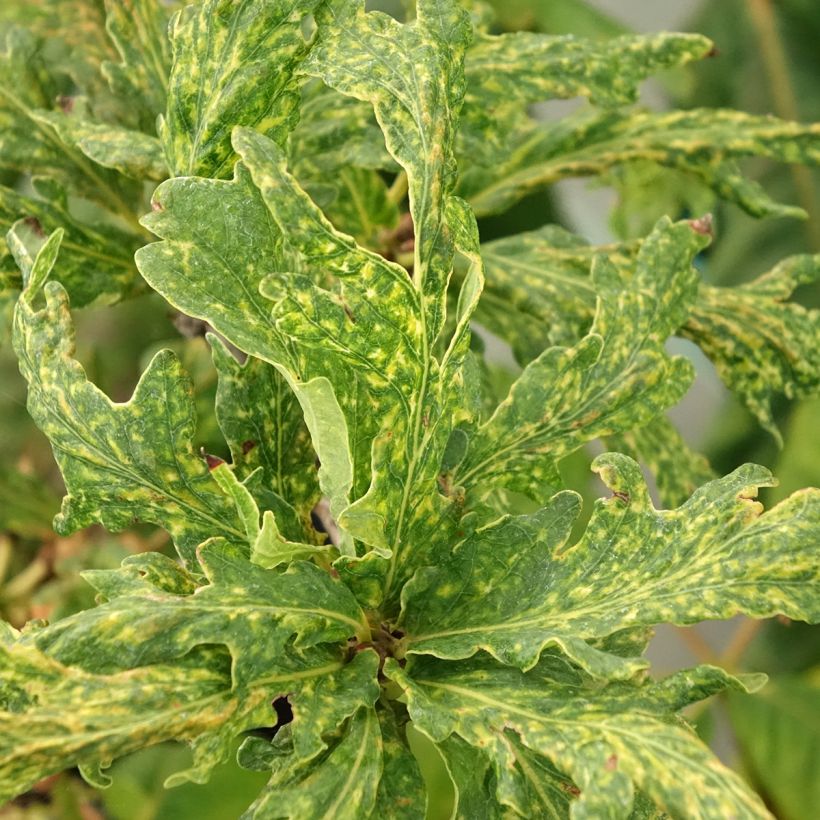 Quercus robur Salfast - Farnia (Fogliame)