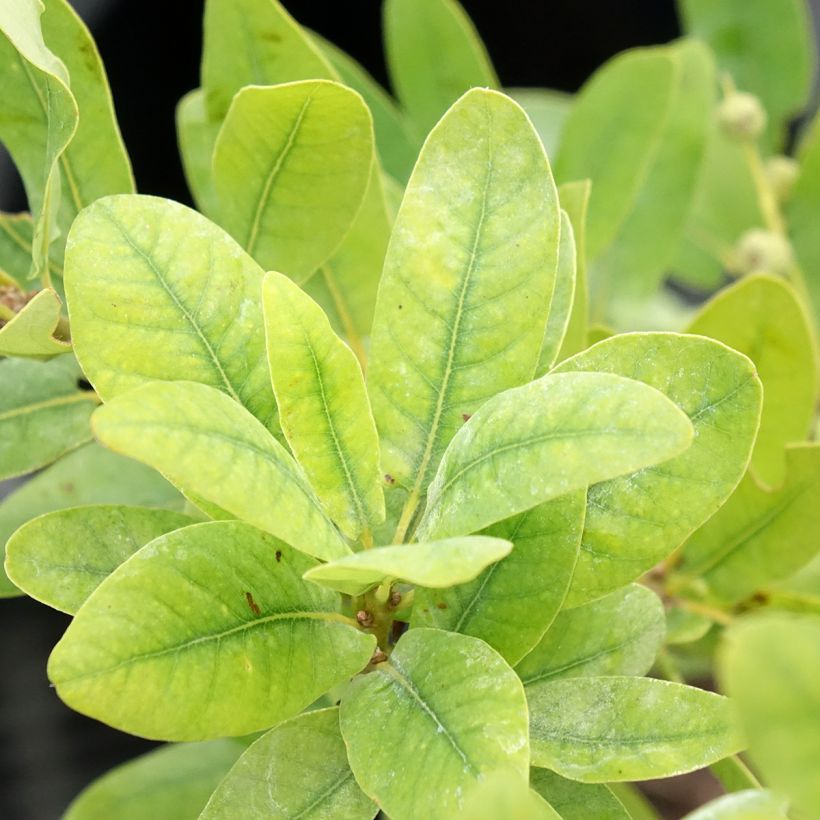 Quercus robur Salicifolia - Farnia (Fogliame)