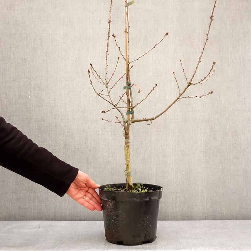 Quercus robur Salicifolia - Farnia Vaso da 4L/5L esemplare consegnato in inverno
