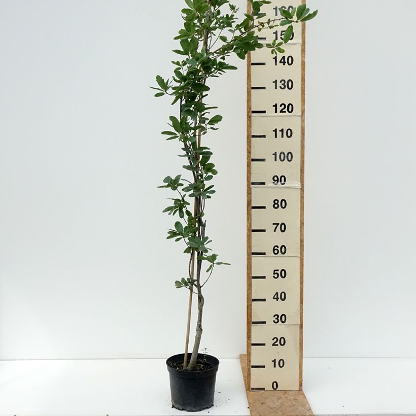 Esemplare di Quercus robur Strypemonde - Farnia Vaso da 4L/5L consegnato in estate