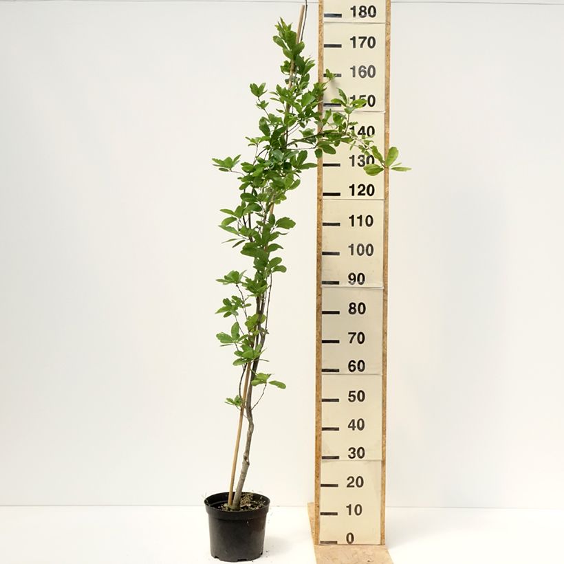 Example of Quercus robur Strypemonde - Farnia Vaso da 4L/5L as you get in printemps