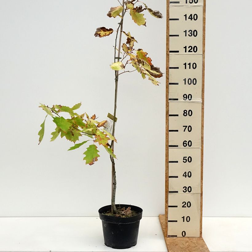 Esemplare di Quercus rubra Aurea - Quercia rossa Vaso da 7,5L/10L come consegnato in autunno