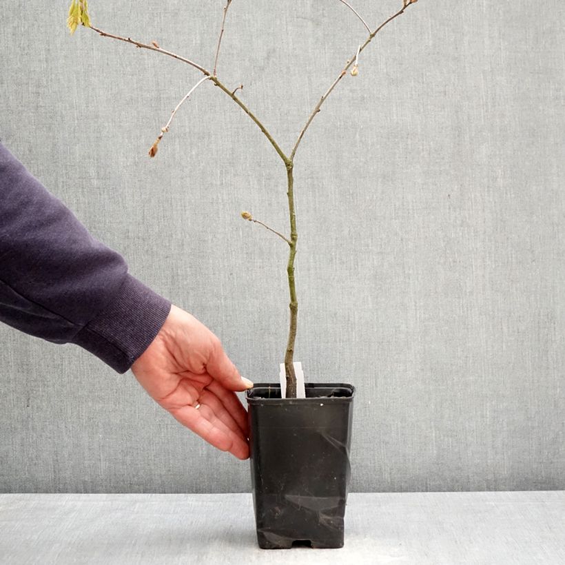 Quercus rubra - Quercia rossa Vaso da Ø 12 cm / 13 cm, Astone alto esemplare consegnato in primavera