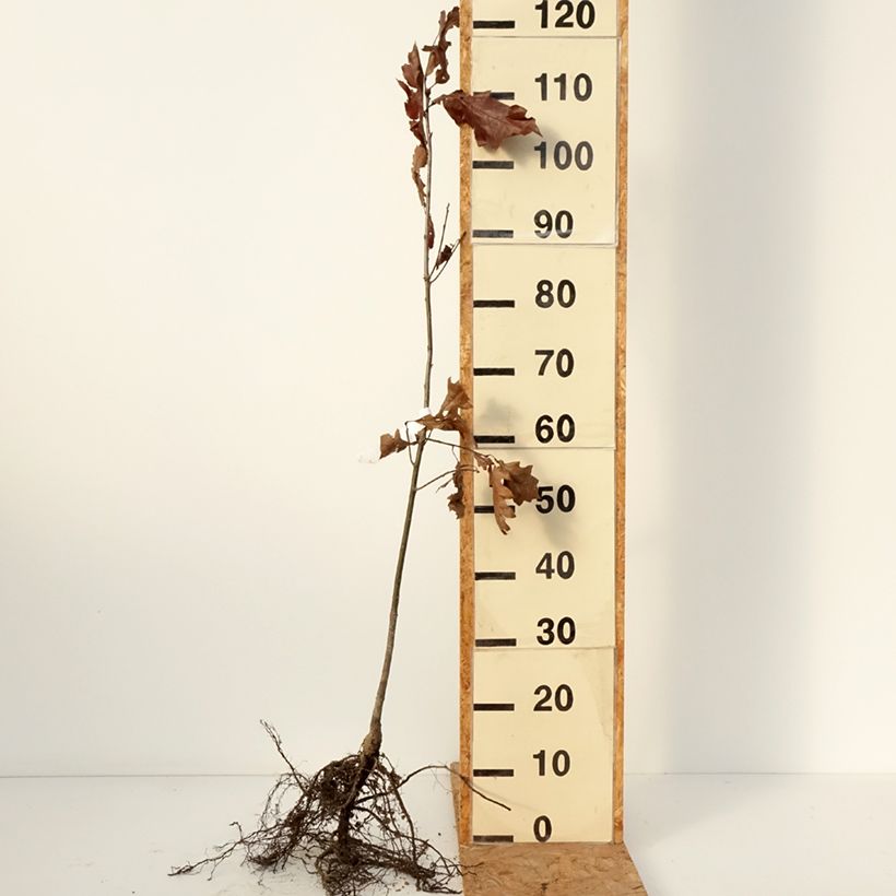 Quercus rubra - Quercia rossa Piante piccole a radice nuda esemplare consegnato in inverno