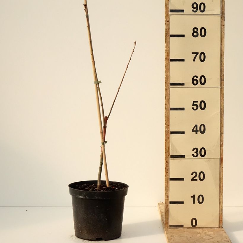 Quercus rubra Wolfsdonk's Pride - Chêne rouge d'Amérique Pot de 7,5L/10L, Tige esemplare consegnato in inverno