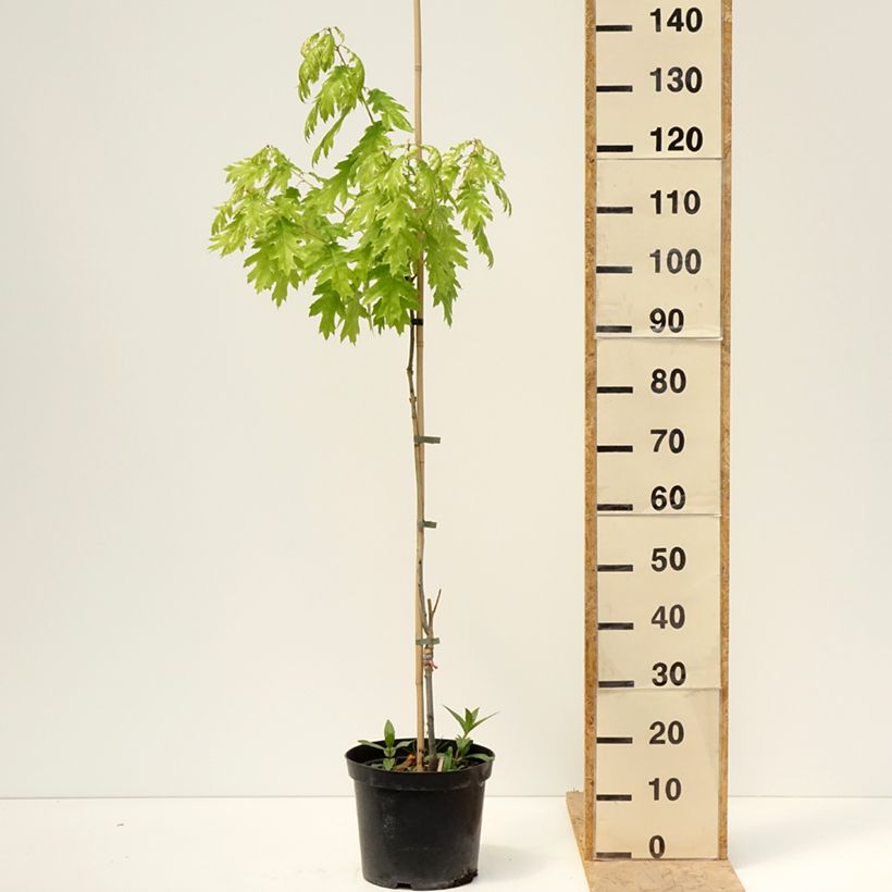 Quercus rubra Wolfsdonk's Pride - Quercia rossa Vaso da 7,5L/10L, Vaso impalcato esemplare consegnato in primavera