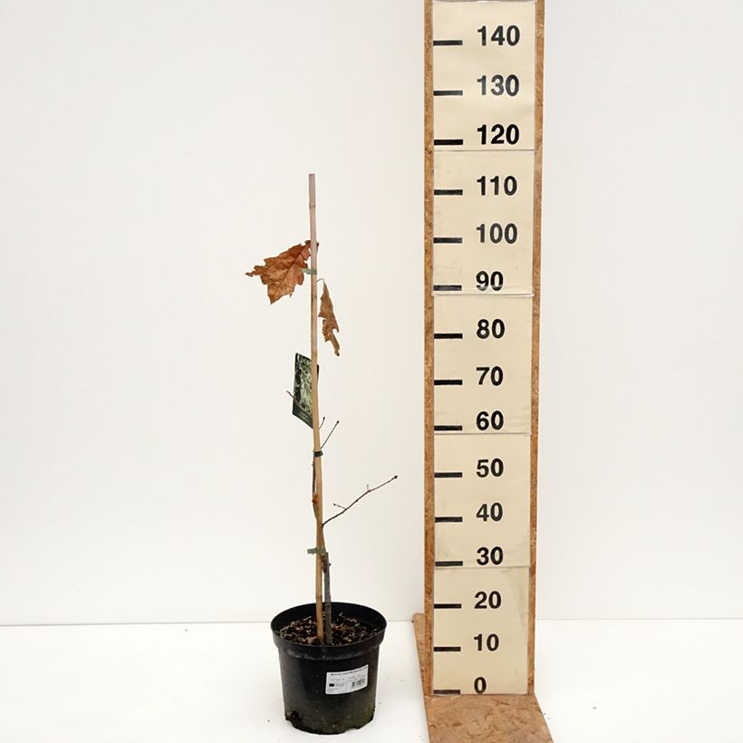 Esemplare di Quercus rubra Wolfsdonk's Pride - Quercia rossa Vaso da 7,5L/10L, Vaso impalcato come consegnato in autunno