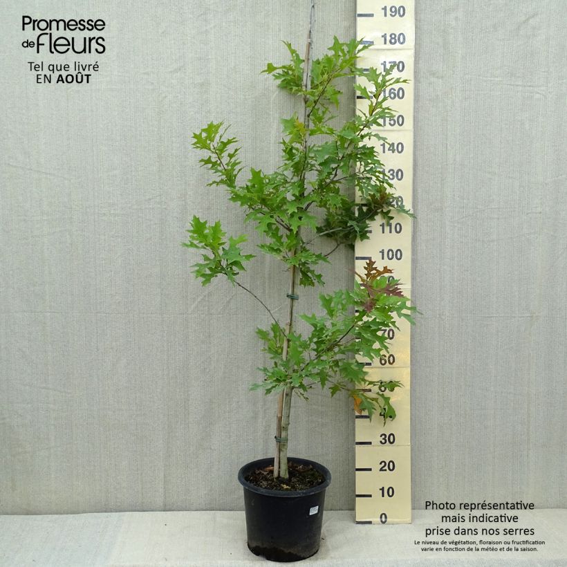 Esemplare di Quercus texana New Madrid - Quercia Vaso da 7,5L/10L consegnato in estate