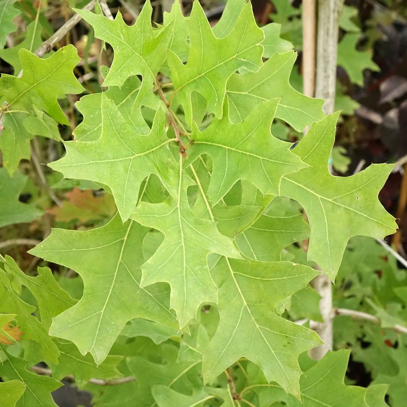 Quercus texana New Madrid - Quercia (Foliage)