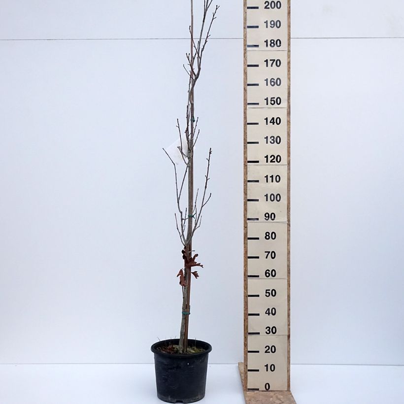 Example of Quercus warei Chimney Fire - Quercia Vaso da 12L/15L as you get in hiver