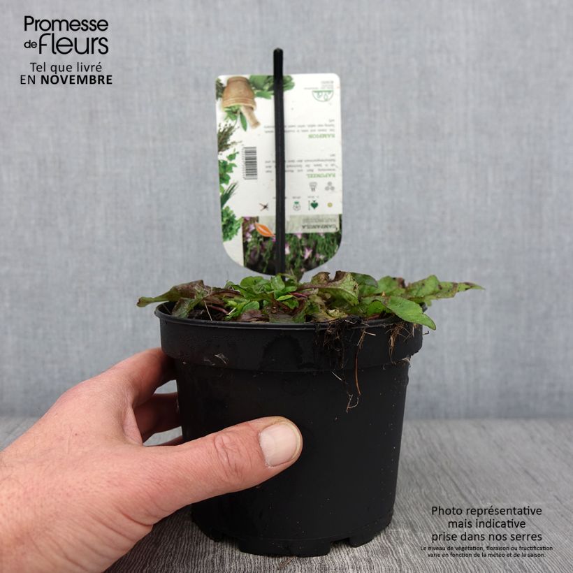 Esemplare di Raiponce - Campanula rapunculus Pot de 1,5L/2L come consegnato in autunno