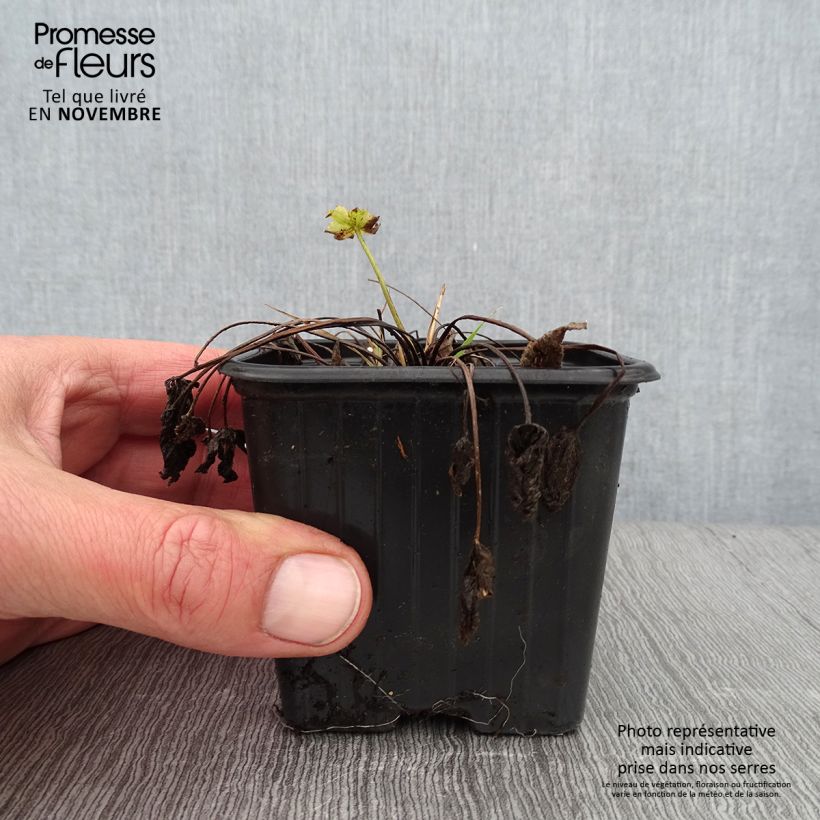 Esemplare di Ranunculus acris - Ranuncolo comune Vasetto da 7/8 cm come consegnato in autunno