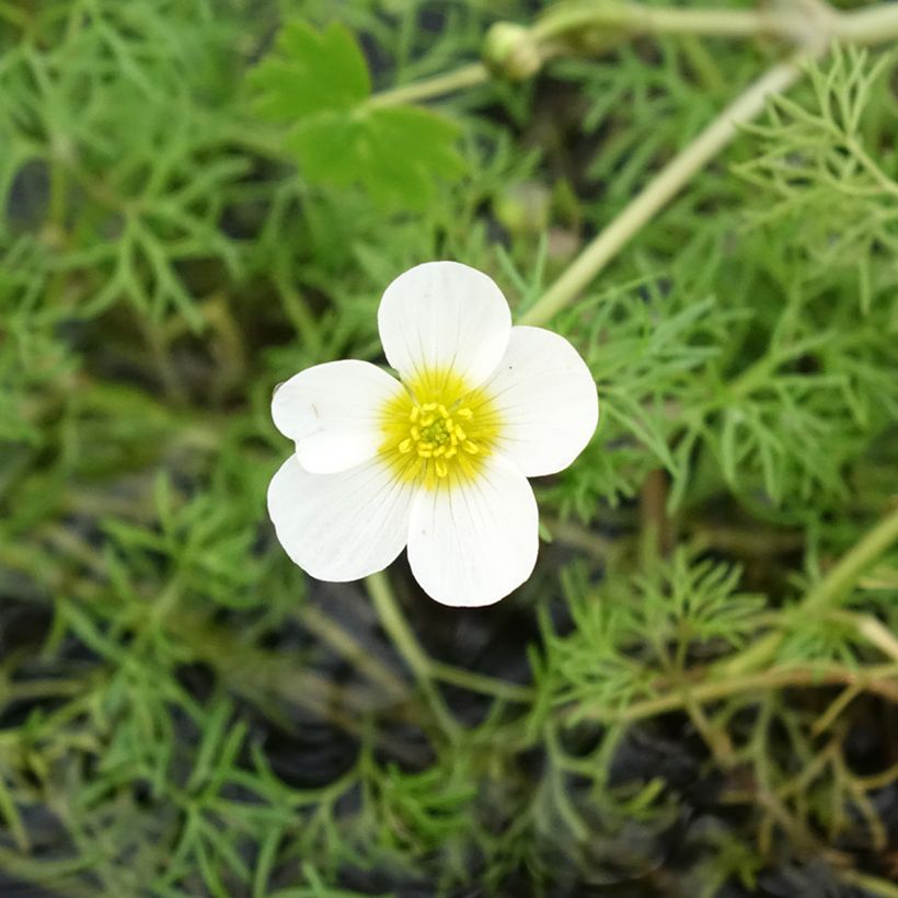 Ranunculus aquatilis - Ranuncolo acquatico (Fioritura)