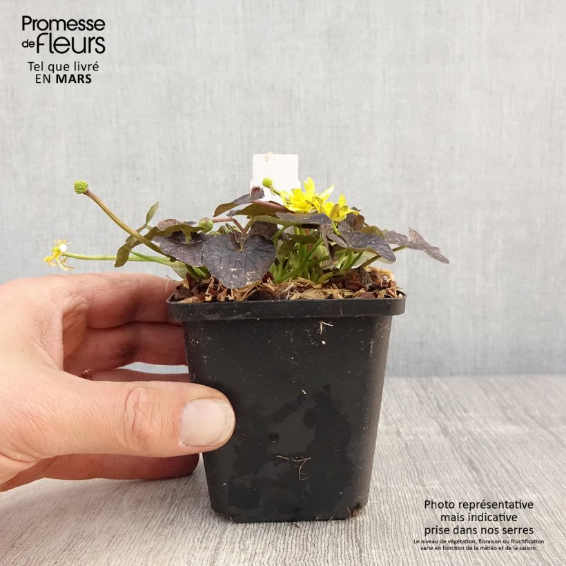 Ranuncolo favagello Brazen Hussy Vasetto da 8/9 cm esemplare consegnato in primavera
