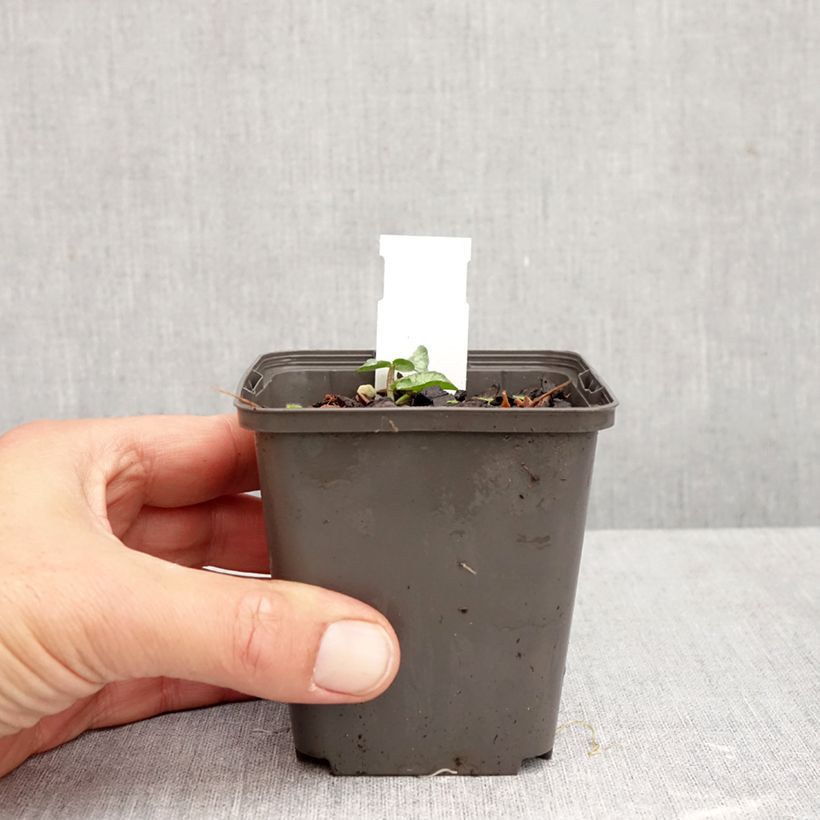 Esemplare di Ranuncolo favagello Flore Pleno Vasetto da 8/9 cm come consegnato in autunno