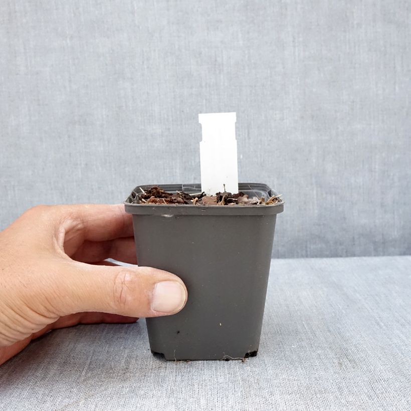Esemplare di Ranuncolo favagello Flore Pleno Vasetto da 8/9 cm consegnato in estate