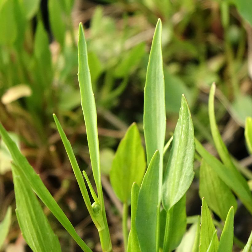 Ranunculus flammula - Ranuncolo delle passere (Fogliame)