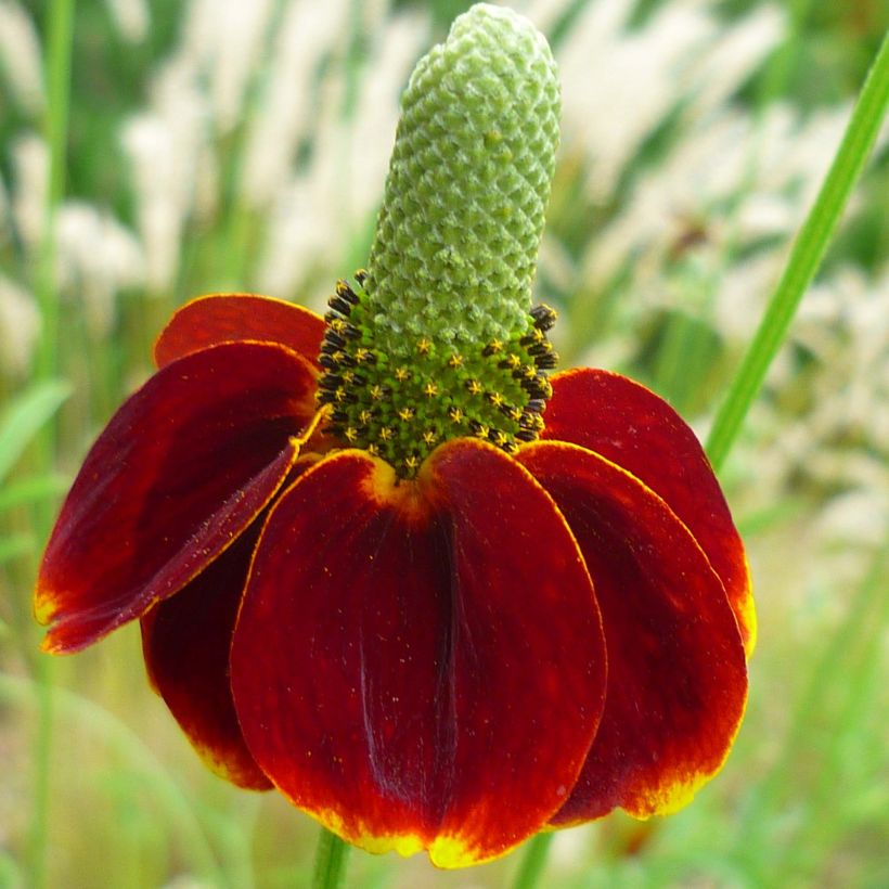 Ratibida columnifera Red Midget - Cappello messicano (Fioritura)