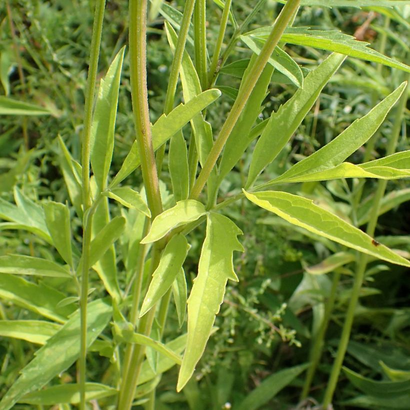 Ratibida pinnata (Fogliame)