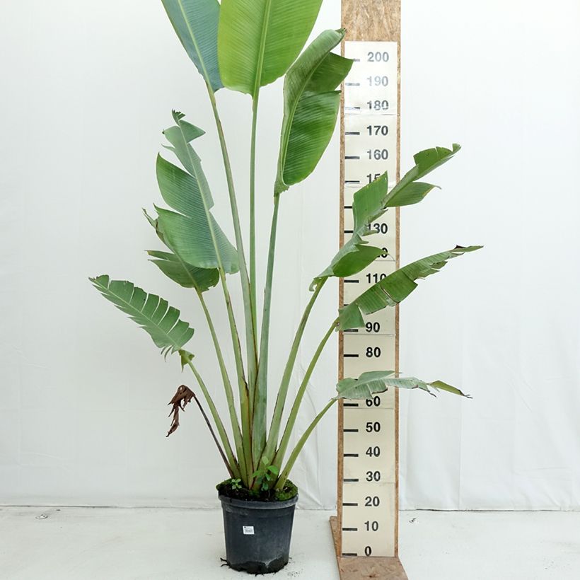 Esemplare di Ravenala madagascariensis - Palma del viaggiatore Vaso da 12L/15L come consegnato in autunno