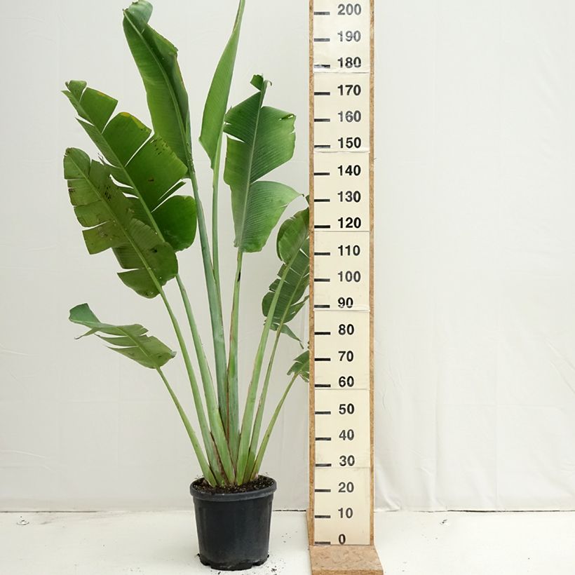 Esemplare di Ravenala madagascariensis - Palma del viaggiatore Vaso da 12L/15L consegnato in estate