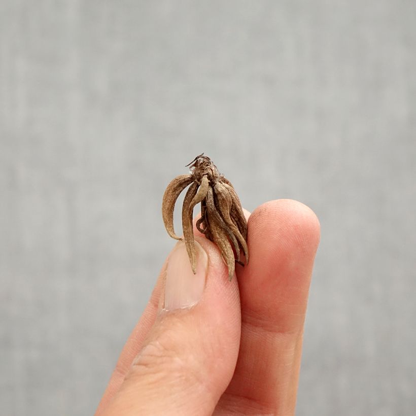 Ranuncolo asiatico White Pink Bicolor Bulbo taglia 6+ esemplare consegnato in primavera