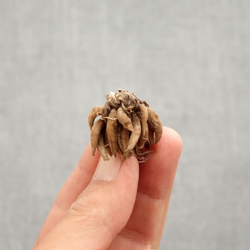 Ranuncolo asiatico White Bulbo taglia 8+ esemplare consegnato in primavera