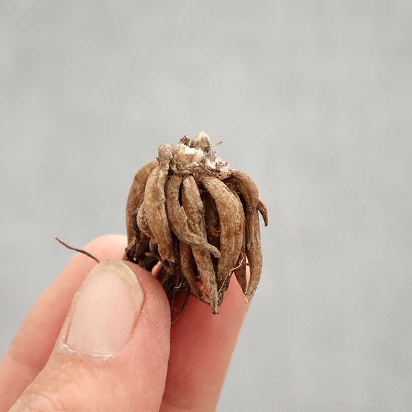 Example of Ranuncolo asiatico Pink Bulbo taglia 8+ as you get in printemps