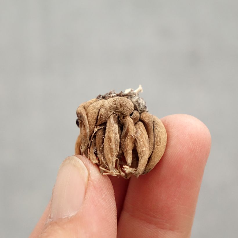 Ranuncolo asiatico Pauline Violet Bulbo size 8+ esemplare consegnato in primavera