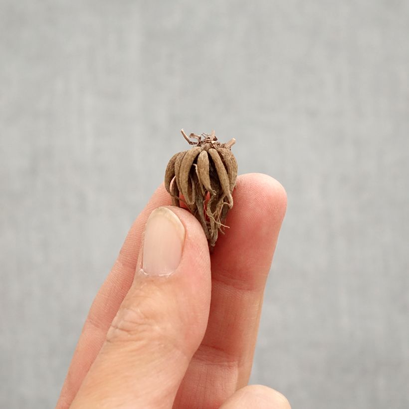 Example of Ranunculus Picotée Café au lait - Ranuncolo asiatico Bulbo taglia 6+ as you get in printemps