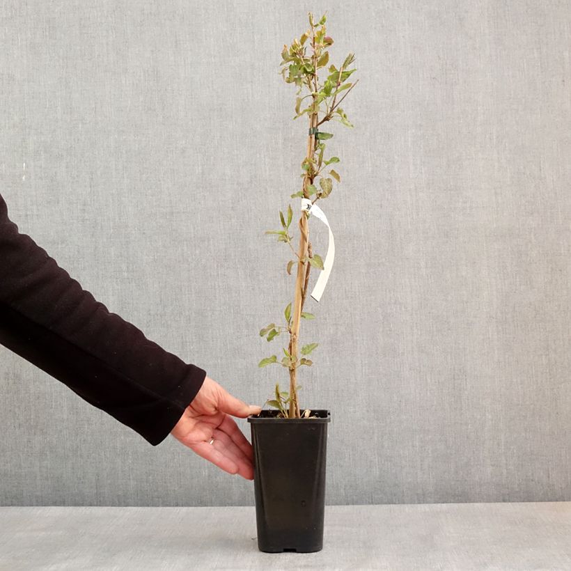 Example of Fallopia aubertii Vaso da 1,5L/2L as you get in printemps