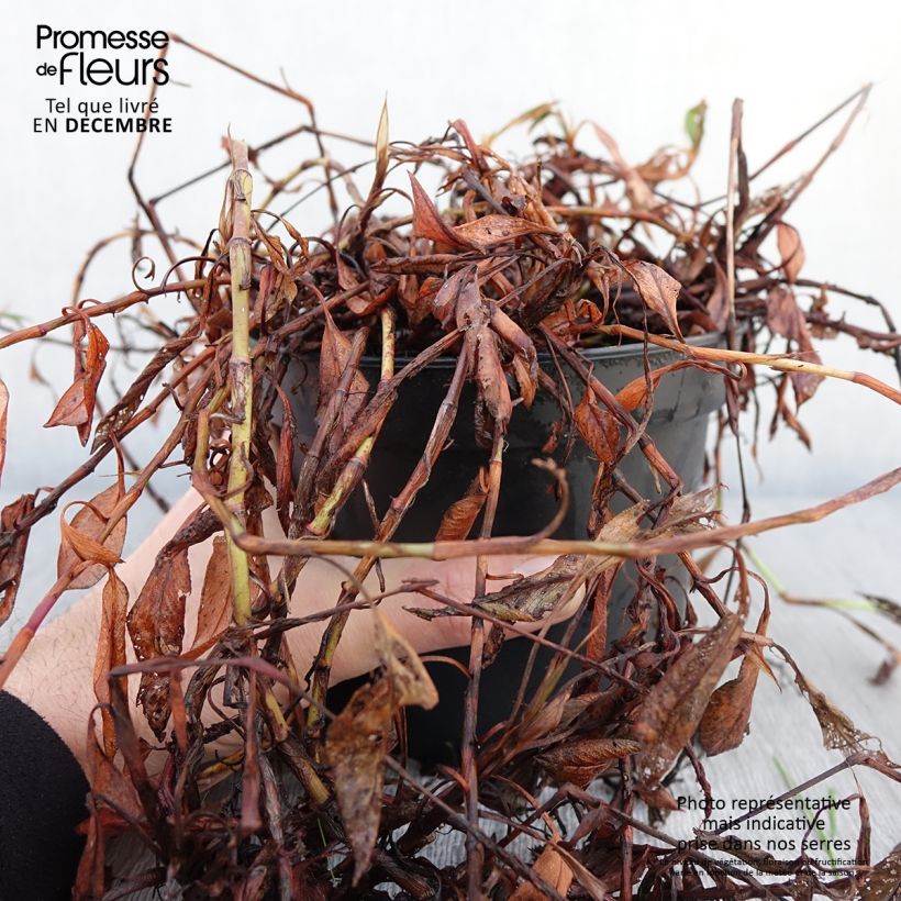 Esemplare di Renouée - Persicaria affinis Donald Lowndes Pot de 2L/3L come consegnato in autunno