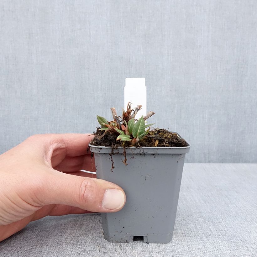 Persicaria amplexicaulis Amethyst Vasetto da 8/9 cm esemplare consegnato in primavera