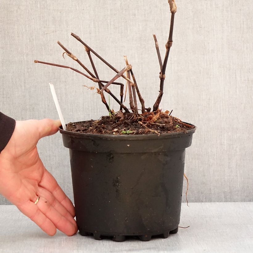 Renouée - Persicaria amplexicaulis Blackfield Pot de 2L/3L esemplare consegnato in inverno