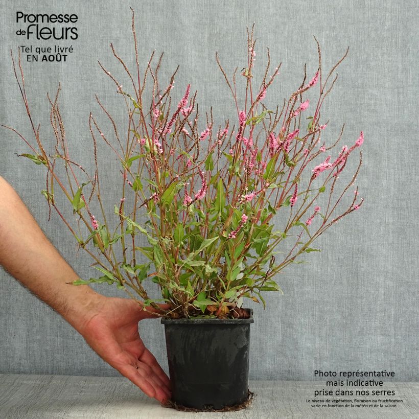 Esemplare di Persicaria amplexicaulis Pink Elephant Vaso da 1,5L/2L consegnato in estate