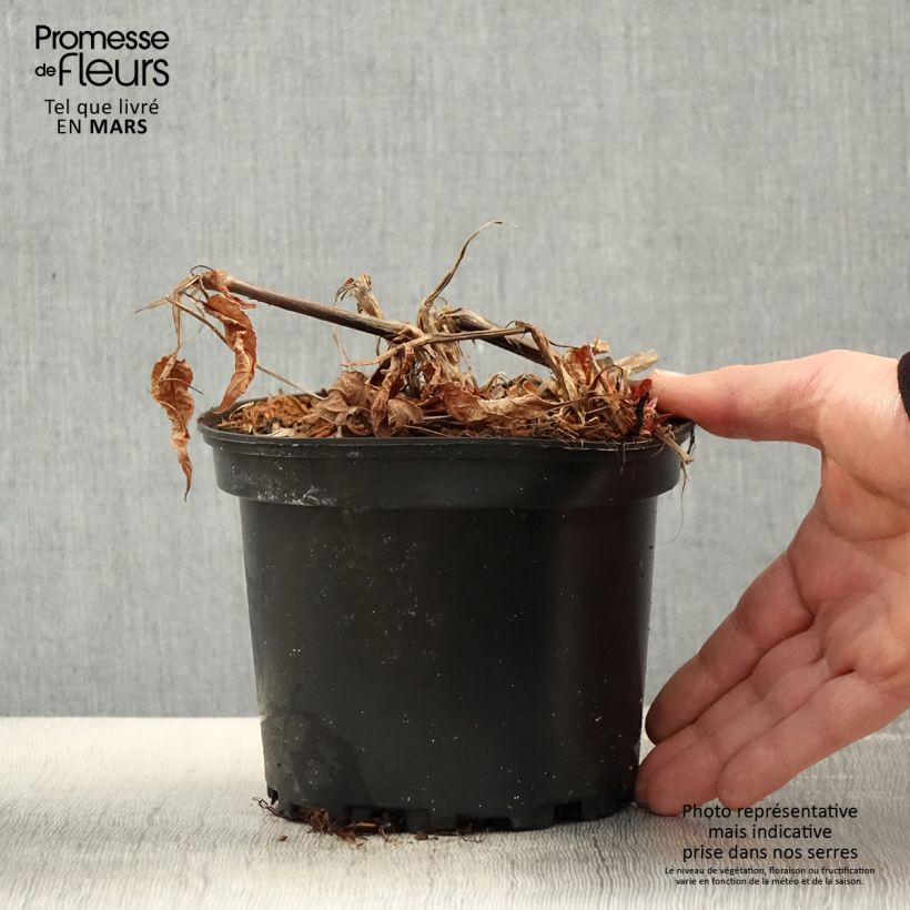 Example of Persicaria amplexicaulis Rosea Vaso da 2L/3L as you get in printemps